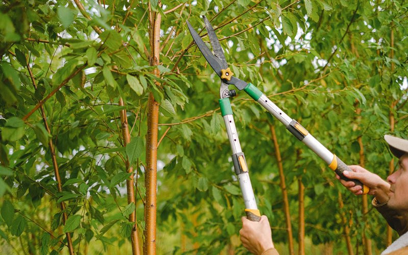 Tree trimming in Ceres, NY